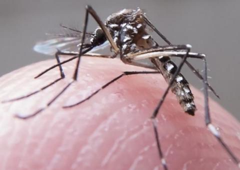 Autoridades espanholas confirmam primeiro caso de dengue transmitido sexualmente