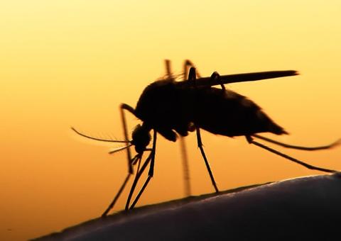 Novo medicamento reduz para apenas um dia tratamento da malária