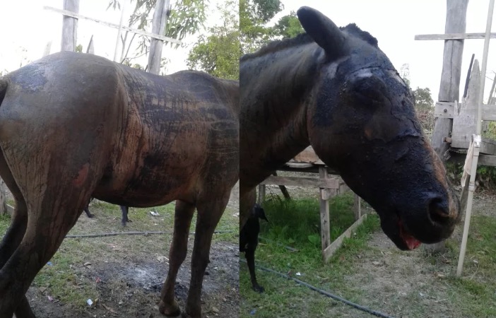 Cavalo é encontrado agonizando após ser queimado vivo por fazendeiro