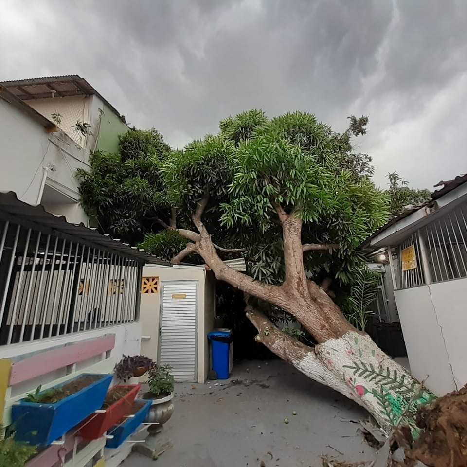 Lar Batista Janell Doyle arrecada doações após ser atingido por queda de árvore