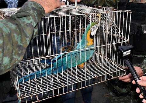 Animais resgatadas de cativeiro em Manaus são enviados para Ibama e clínicas