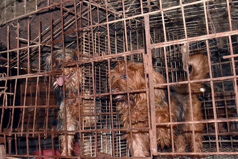 Animais resgatadas de cativeiro em Manaus são enviados para Ibama e clínicas