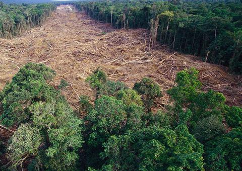 Desmatar para garantir sobrevivência deixa de ser crime ambiental