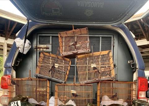 Em Manaus, dois homens são detidos na Ponte Rio Negro com seis curiós 