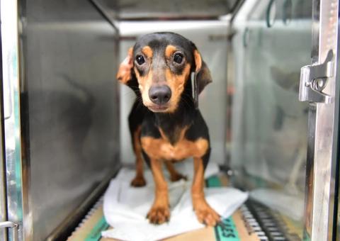 Campanha arrecada rações para abrigos de animais em Manaus