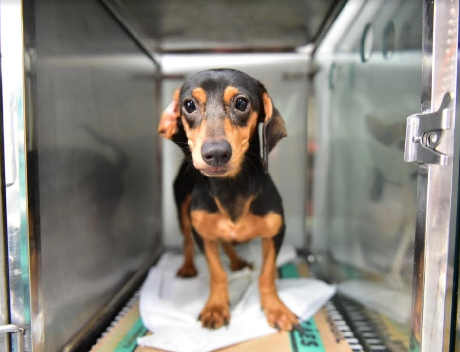 Campanha arrecada rações para abrigos de animais em Manaus