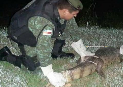 Jacaré surge no meio da rua e deixa populares desesperados no Centro de Manaus