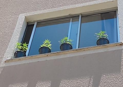 Mulher é presa por cultivar maconha dentro da própria residência