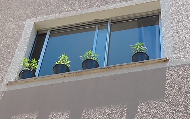 Mulher é presa por cultivar maconha dentro da própria residência