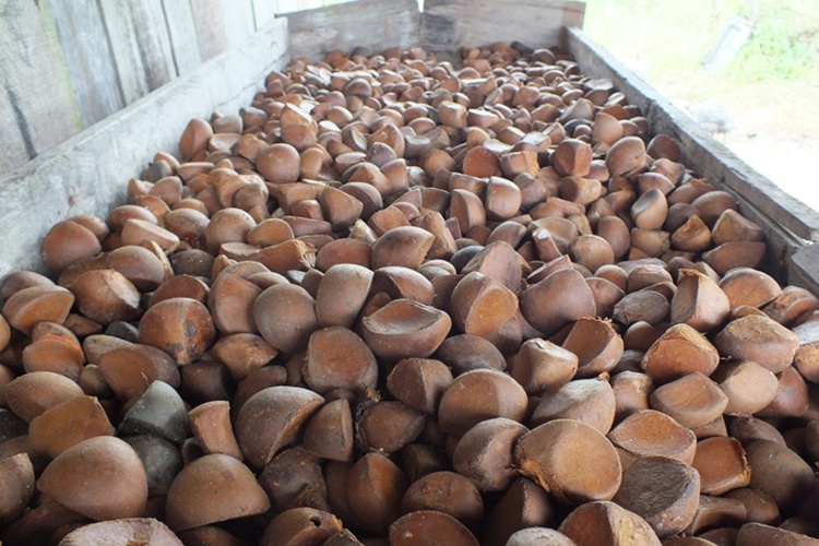 Óleo de Andiroba cura dermatites e até reumatismo; conheça benefícios 