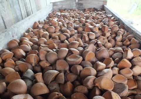 Óleo de Andiroba cura dermatites e até reumatismo; conheça benefícios 