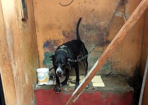 Manaus registra em média um caso de maus-tratos a animais por dia 