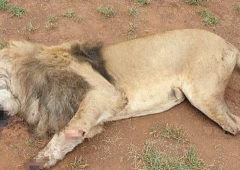 Polícia investiga responsáveis por matar leões para tirar cabeça e patas