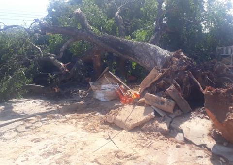 Árvore tomba e deixa avenida bloqueada em Manaus