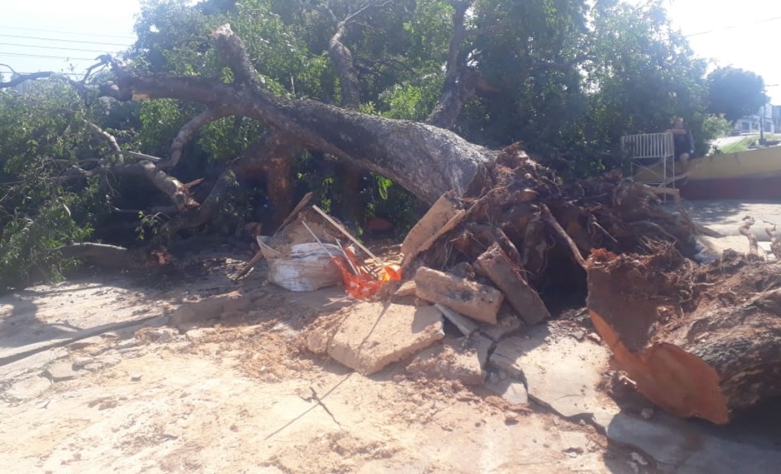 Árvore tomba e deixa avenida bloqueada em Manaus