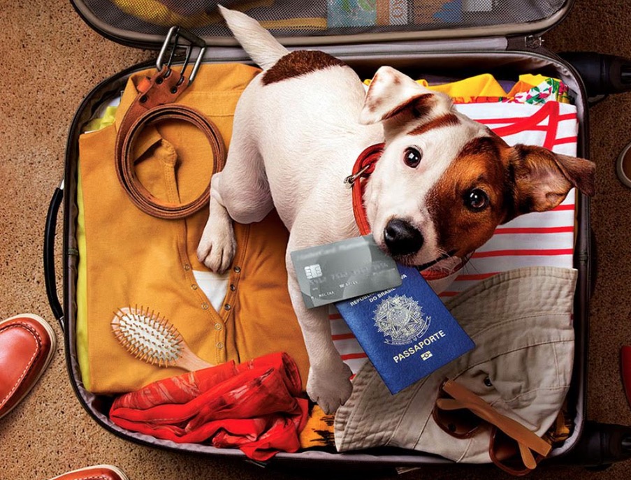 Dicas para quem tem pet e quer viajar sem complicações