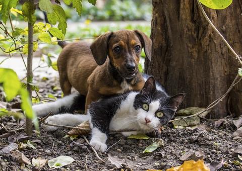 Clínicas veterinárias de Manaus são investigadas por jogar fora corpos de animais