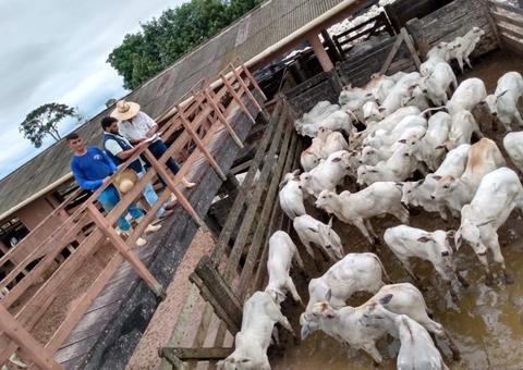 Campanha contra febre aftosa encerra nesta semana em 21 municípios do Amazonas