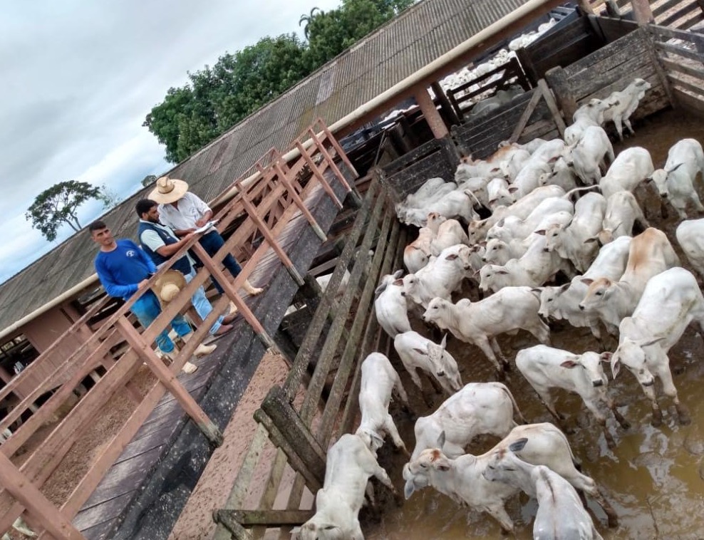 Campanha contra febre aftosa encerra nesta semana em 21 municípios do Amazonas