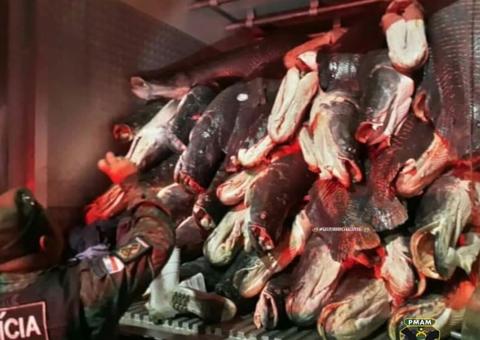 Caminhão com mais de 9 toneladas de pirarucu ilegal é apreendido em Manaus