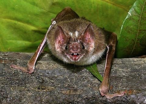 Caso de raiva transmitida por morcego vampiro é confirmado no Amazonas