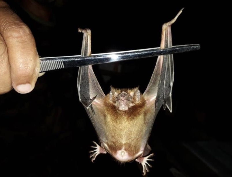 Caso de raiva transmitida por morcego vampiro é confirmado no Amazonas