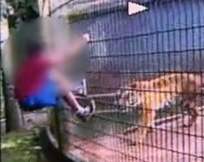 Pai de menino que teve braço amputado após ser atacado por tigre é condenado