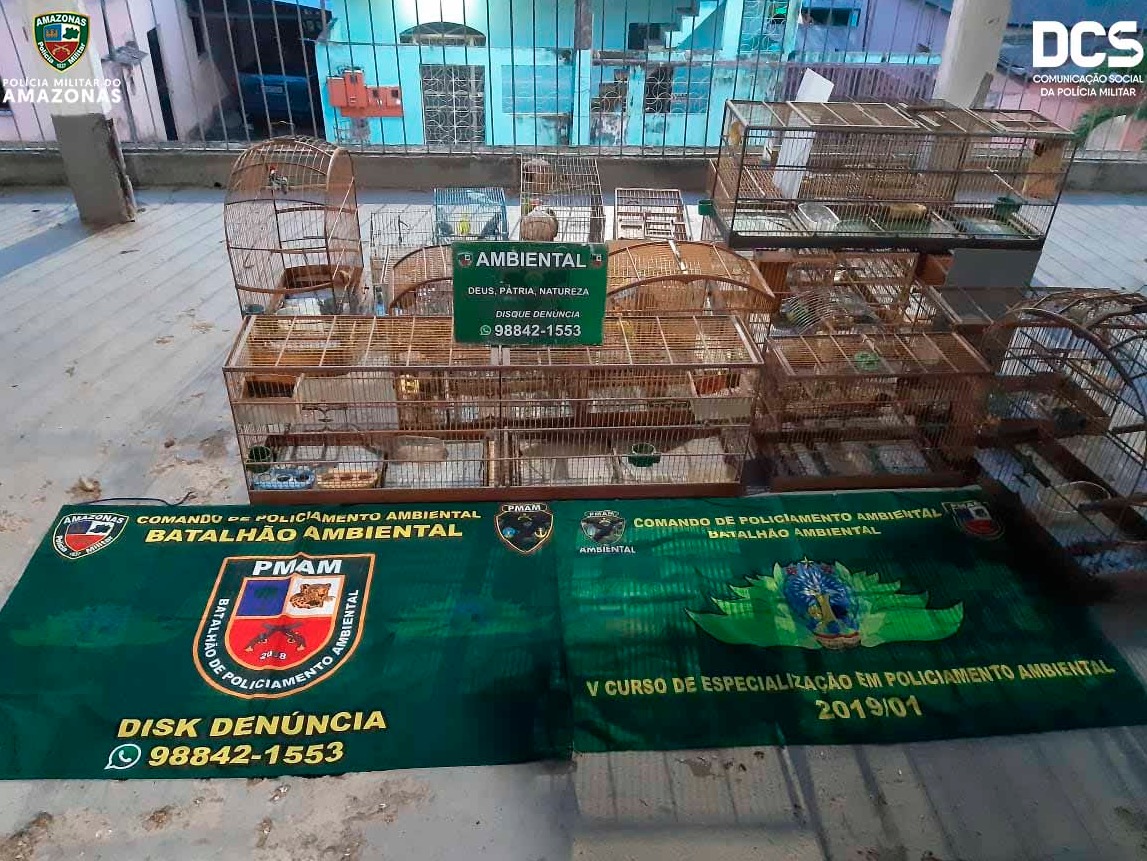 Mais de 40 pássaros silvestres são apreendidos em criadouro ilegal de Manaus 