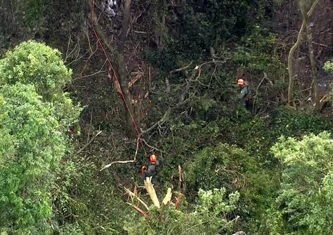 Avião cai em área de mata em São Paulo 