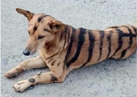 Fazendeiro transforma cão em tigre para espantar macacos de plantação