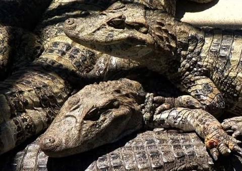 Primeiro abatedouro de jacaré é certificado no Amazonas