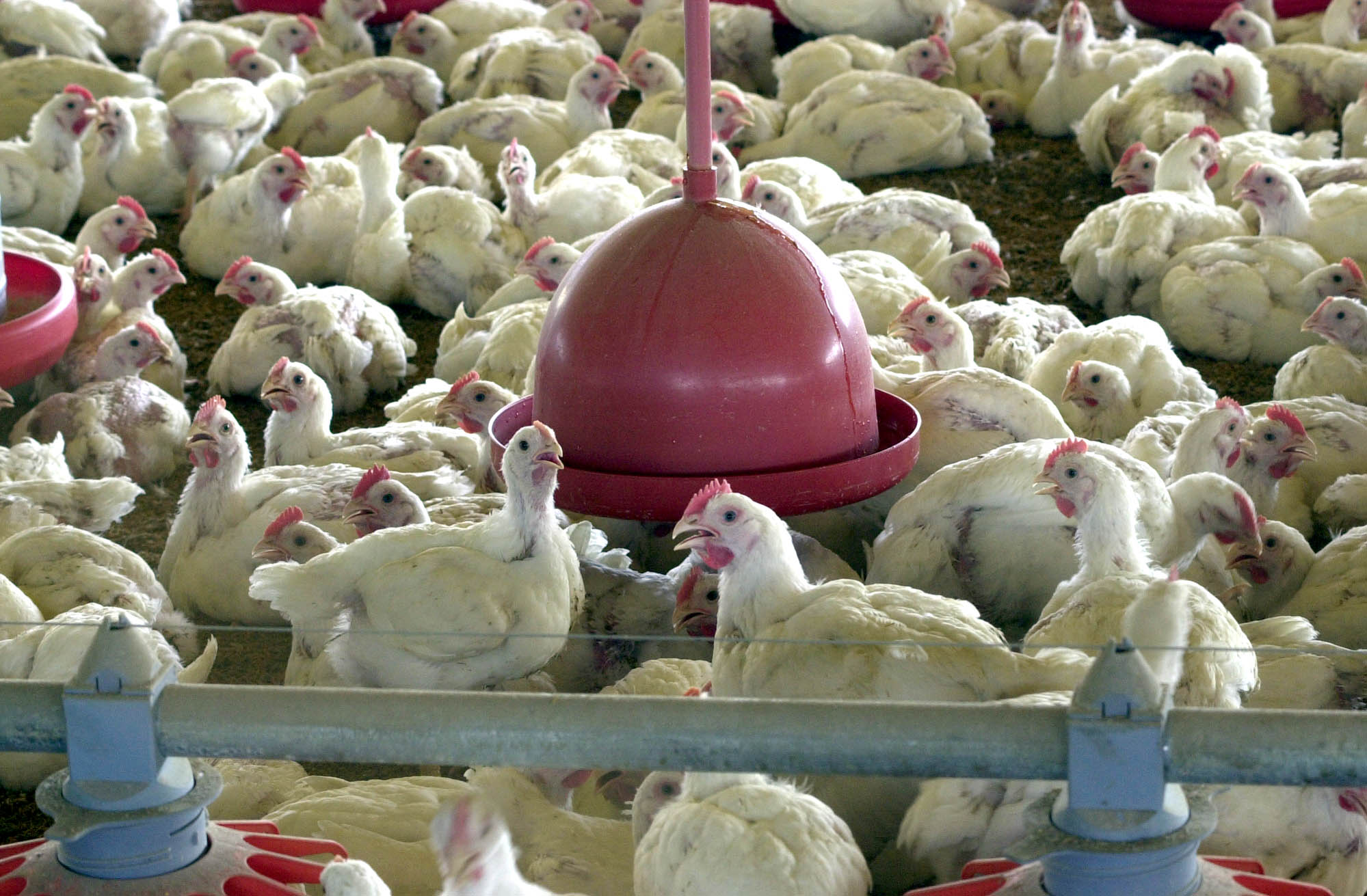 Preços do frango e porco disparam após encarecimento da carne vermelha