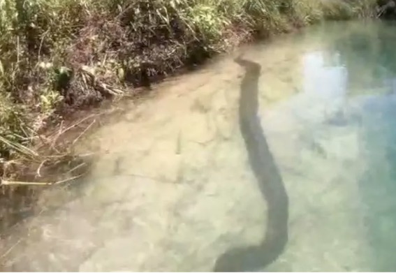 Casal de turistas flagra sucuri gigante durante passeio em rio cristalino