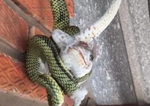 Serpente estrangula lagartixa até matá-la; vídeo
