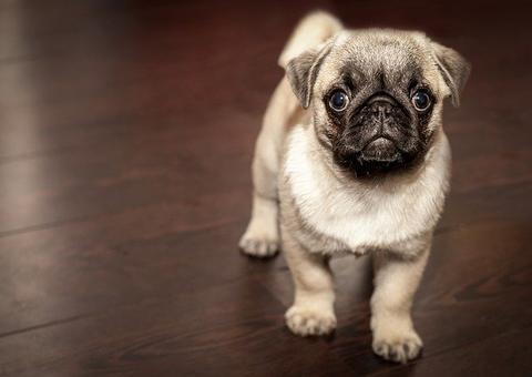 Projeto de lei permite animais em condomínios