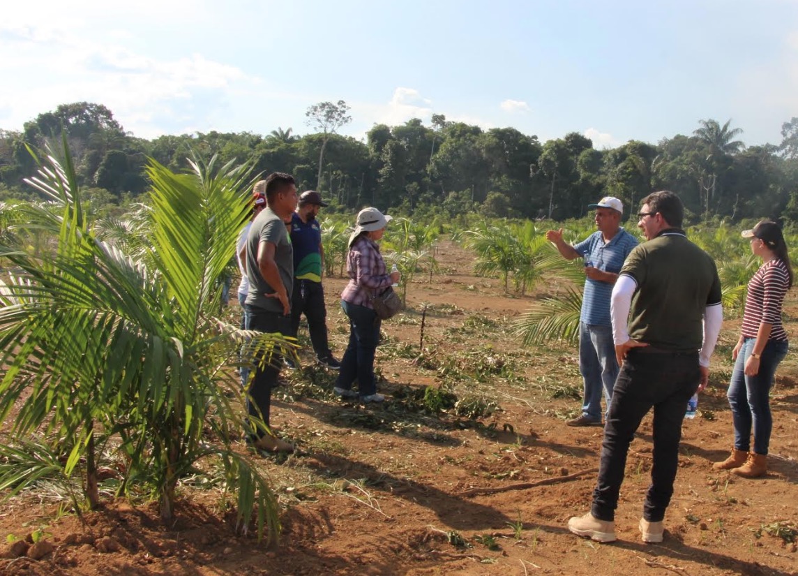  Tecnologia utilizada no cultivo do açaí garante aumento da produtividade no Amazonas 