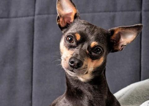 Mulher que estaria em surto, coloca mangueira na boca de pinscher e cão morre afogado