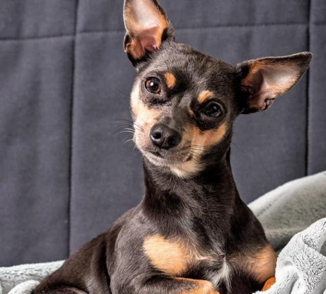 Mulher que estaria em surto, coloca mangueira na boca de pinscher e cão morre afogado