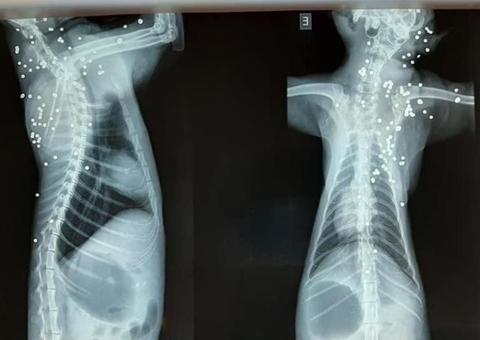 Imagem de raio-x mostra gato morto com mais de 100 perfurações de tiro