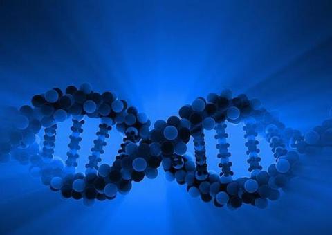 Cientistas da China criam porco com partes de macaco