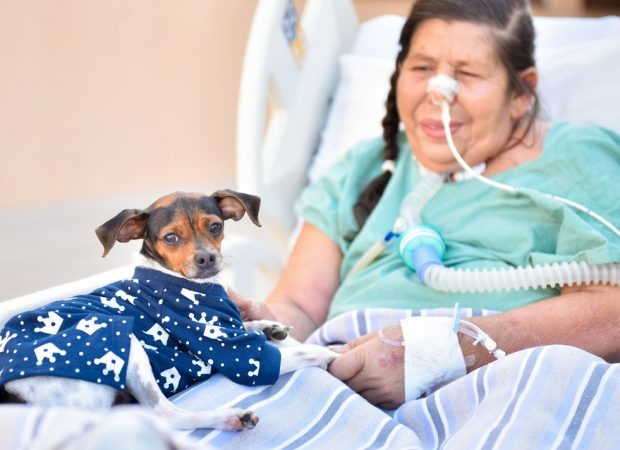 Pacientes em hospitais poderão receber visita de animal de estimação