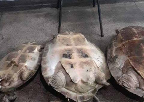Quelônios são apreendidos em embarcação no Porto da Manaus Moderna