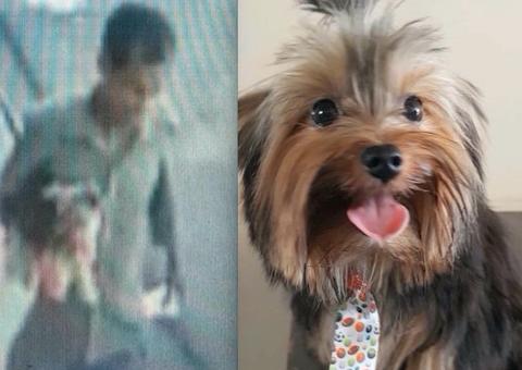 Vídeo mostra homem sequestrando cachorro em Manaus e família se desespera 