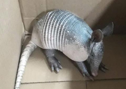 Em Manaus, Batalhão Ambiental resgata tatu-bola mantido em cativeiro