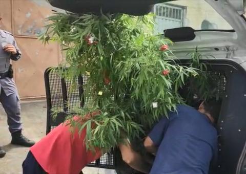 Polícia apreende pé de maconha com enfeites de Natal 