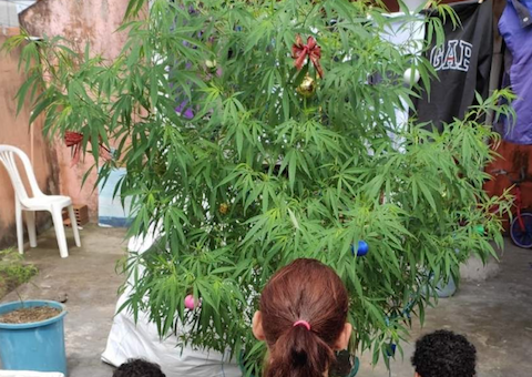 Pés de maconha são enfeitados como árvores de Natal e dono é detido