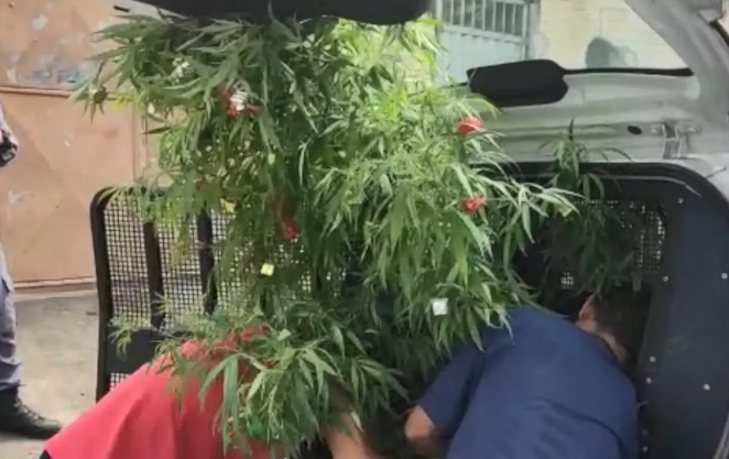 Pés de maconha são enfeitados como árvores de Natal e dono é detido