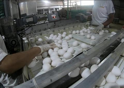 Após alta no preço da carne, produção de ovos de galinha bate novo recorde no país