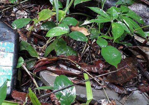 Garrafa peruana da Coca-Cola de 2016 é encontrada no Amazonas