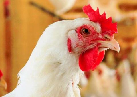 Preço do frango e do porco devem cair só em 2020, dizem frigoríficos